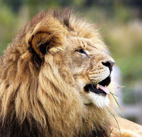 lion-1657957__480